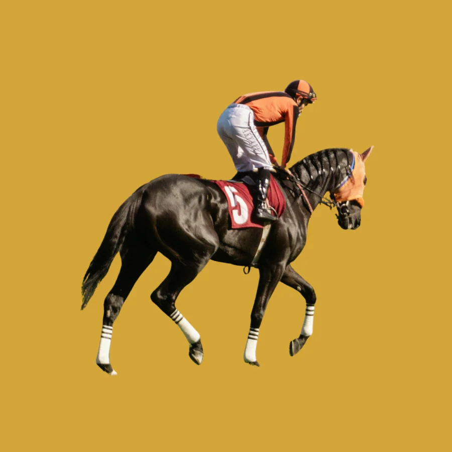 Horse Racing on Reddy Anna